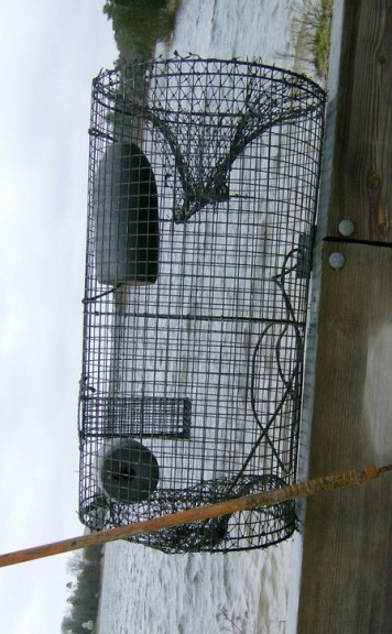 Quarles Turtle Trap