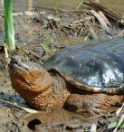 Snapping Turtle