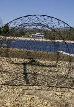 Turtle Traps